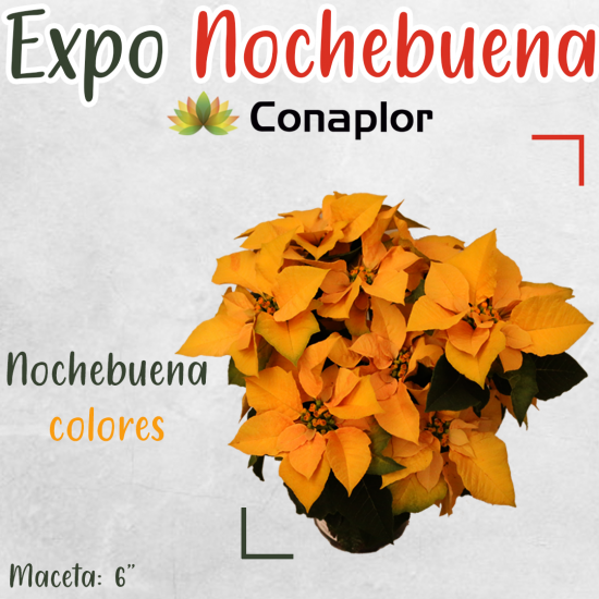 Nochebuena-colores-dorada-6 – CONAPLOR