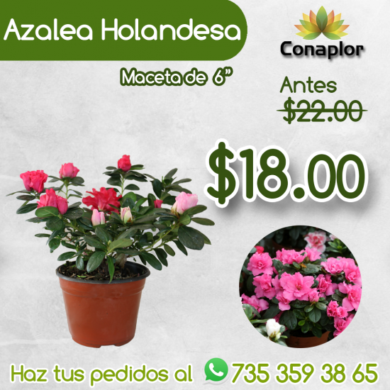 Azalea – CONAPLOR